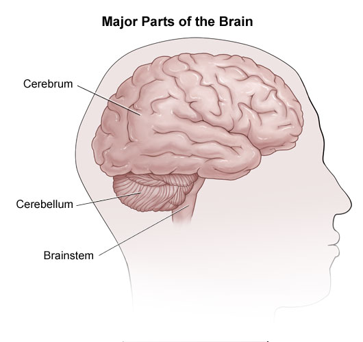 Three parts of the brain