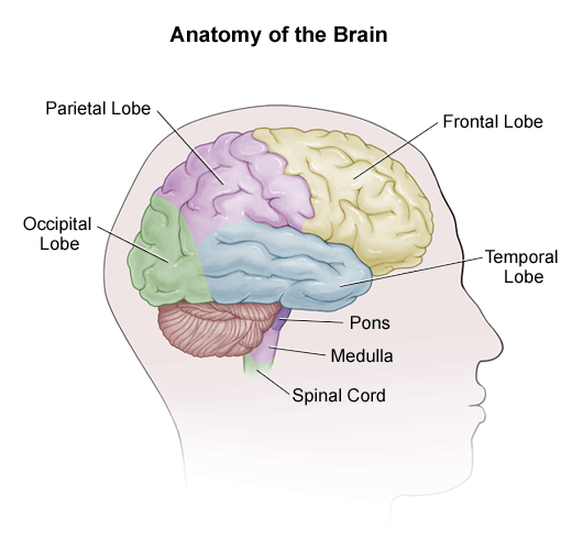 Major lobes of the brain